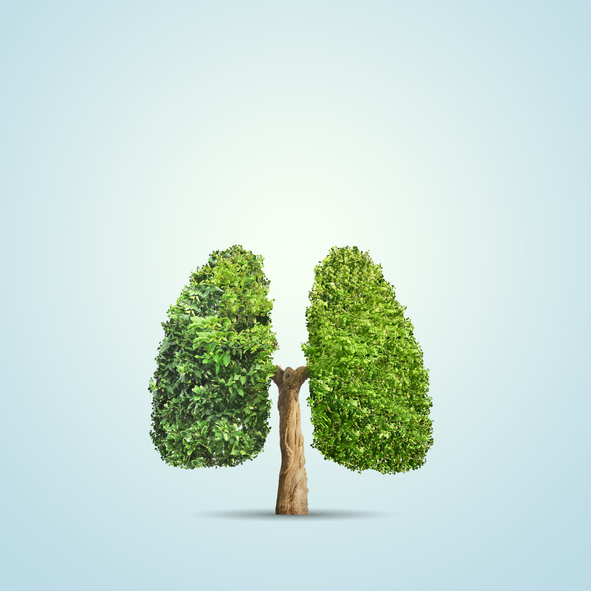 How Do Trees Clean the Air? Monster Tree Service